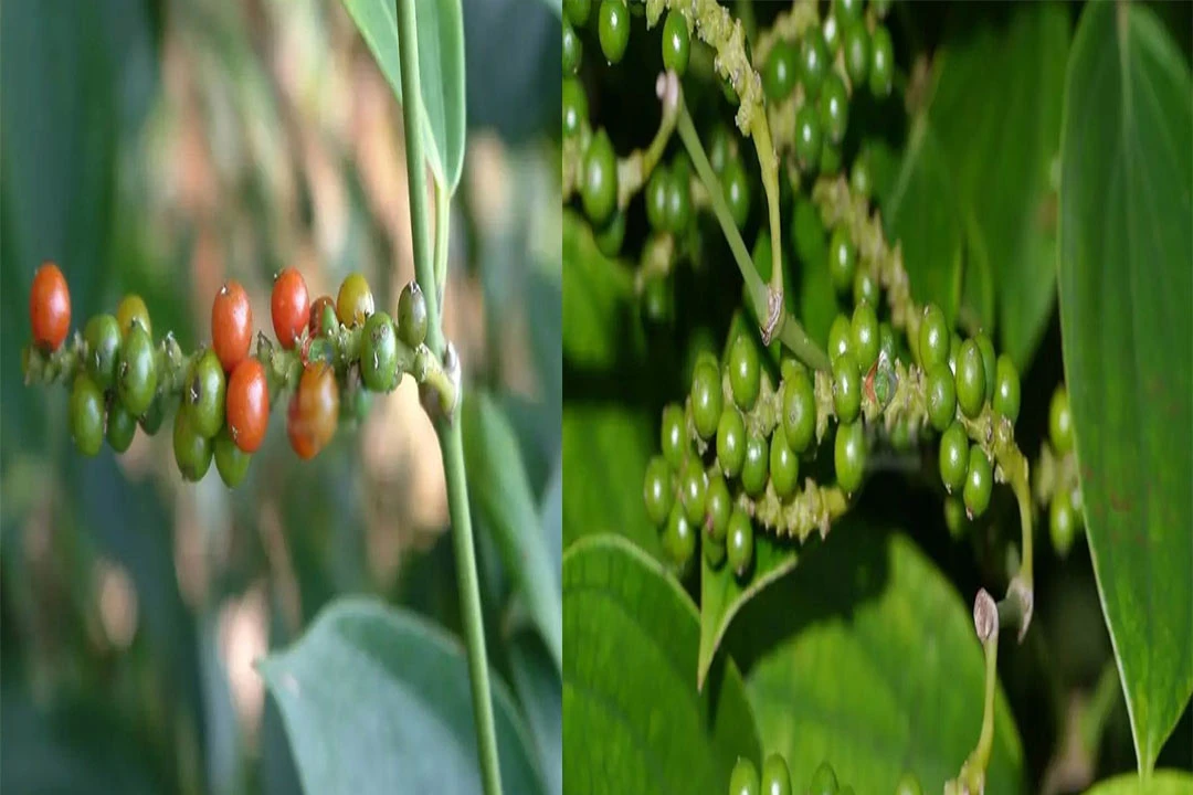 Unveiling Chinese Specialty Seasonings: Salt and Pepper