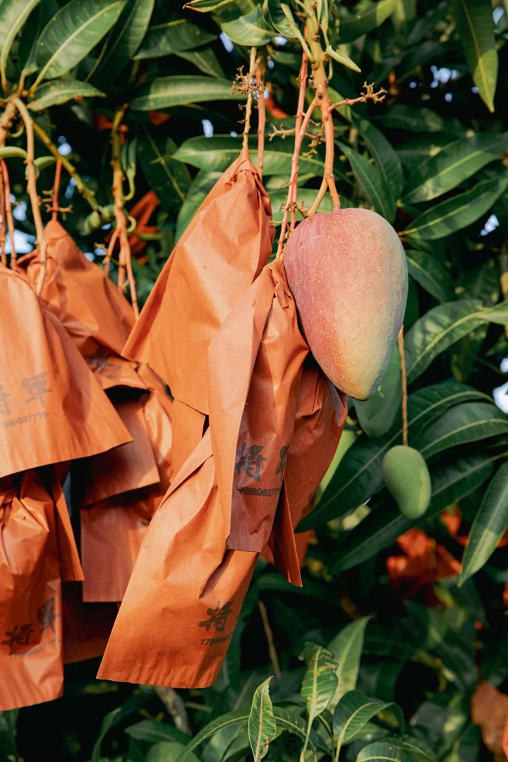 A Year-Round Tropical Fruit Paradise