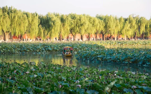 Beijing's Lotus Paradise: 11 Must-Visit Locations for Flower Enthusiasts