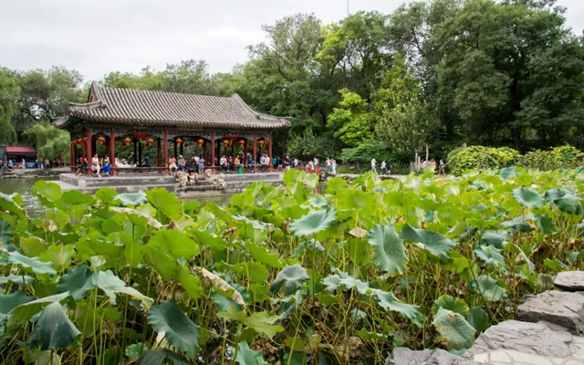 Beijing's Lotus Paradise: 11 Must-Visit Locations for Flower Enthusiasts