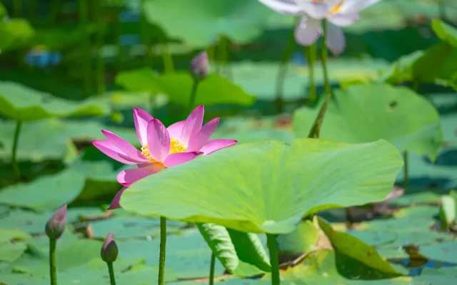 Beijing's Lotus Paradise: 11 Must-Visit Locations for Flower Enthusiasts