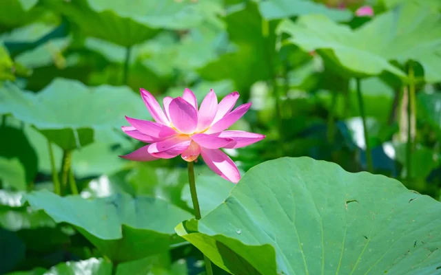 Beijing's Lotus Paradise: 11 Must-Visit Locations for Flower Enthusiasts