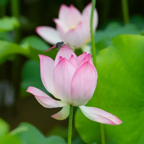 Beijing's Lotus Paradise: 11 Must-Visit Locations for Flower Enthusiasts