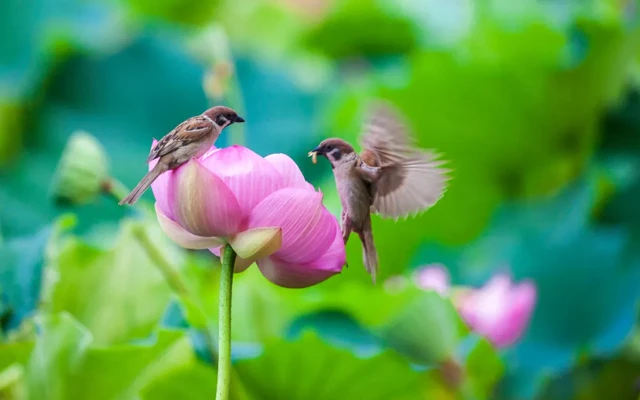 Beijing's Lotus Paradise: 11 Must-Visit Locations for Flower Enthusiasts