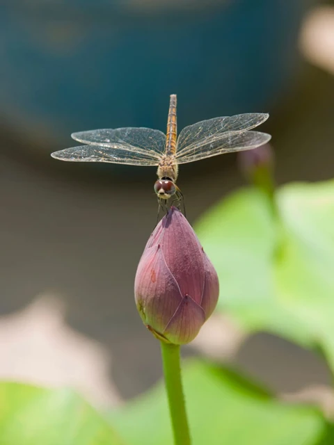 Beijing's Lotus Paradise: 11 Must-Visit Locations for Flower Enthusiasts