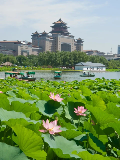 Beijing's Lotus Paradise: 11 Must-Visit Locations for Flower Enthusiasts