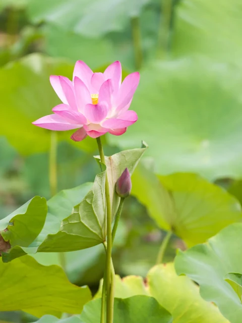 Beijing's Lotus Paradise: 11 Must-Visit Locations for Flower Enthusiasts