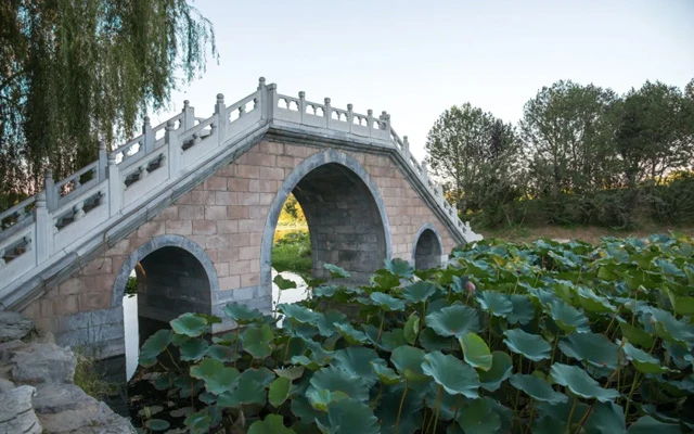 Beijing's Lotus Paradise: 11 Must-Visit Locations for Flower Enthusiasts