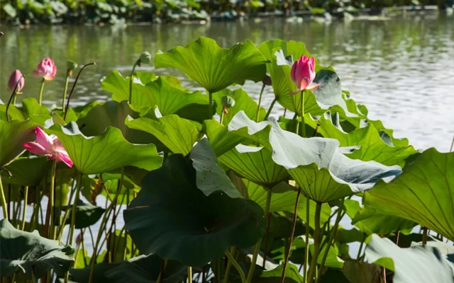 Beijing's Lotus Paradise: 11 Must-Visit Locations for Flower Enthusiasts