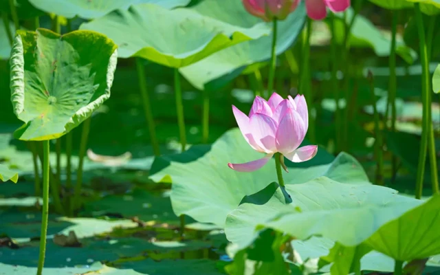 Beijing's Lotus Paradise: 11 Must-Visit Locations for Flower Enthusiasts