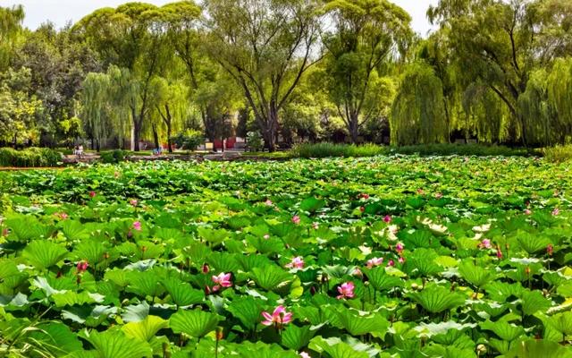 Beijing's Lotus Paradise: 11 Must-Visit Locations for Flower Enthusiasts