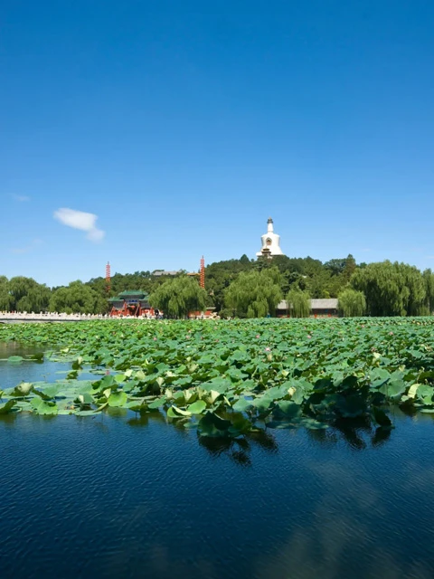 Beijing's Lotus Paradise: 11 Must-Visit Locations for Flower Enthusiasts