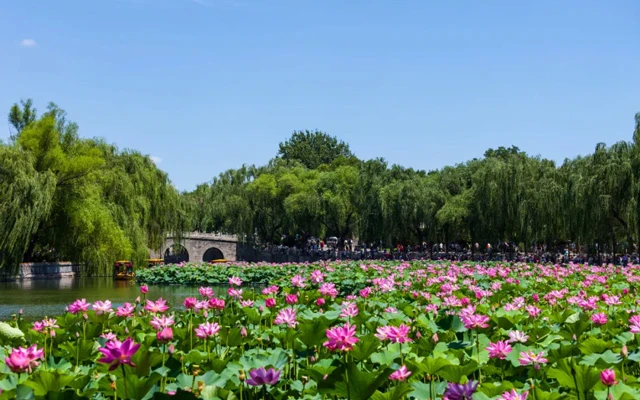 Beijing's Lotus Paradise: 11 Must-Visit Locations for Flower Enthusiasts