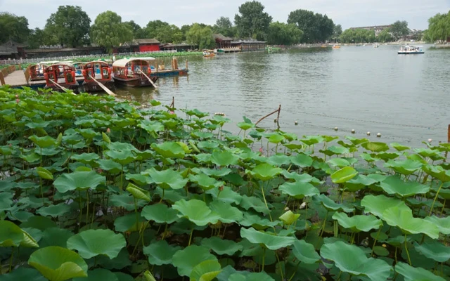 Beijing's Lotus Paradise: 11 Must-Visit Locations for Flower Enthusiasts