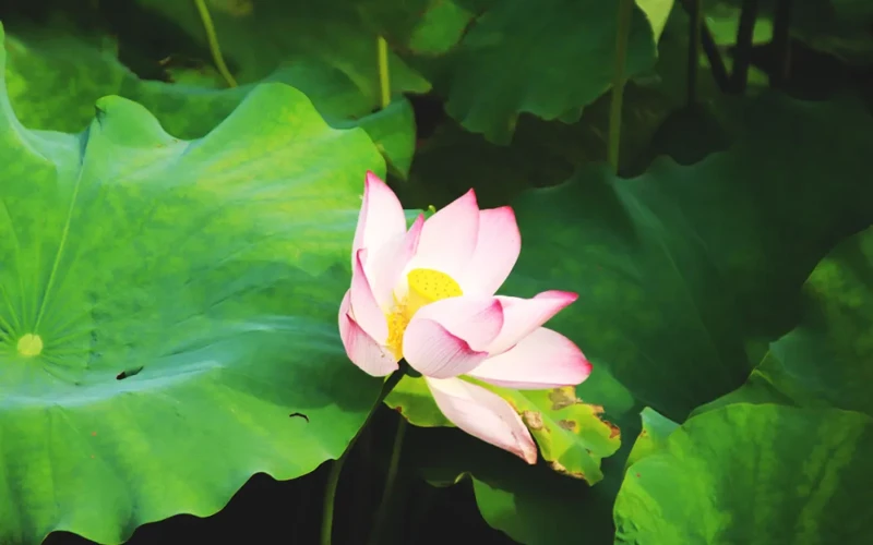 Beijing's Lotus Paradise: 11 Must-Visit Locations for Flower Enthusiasts