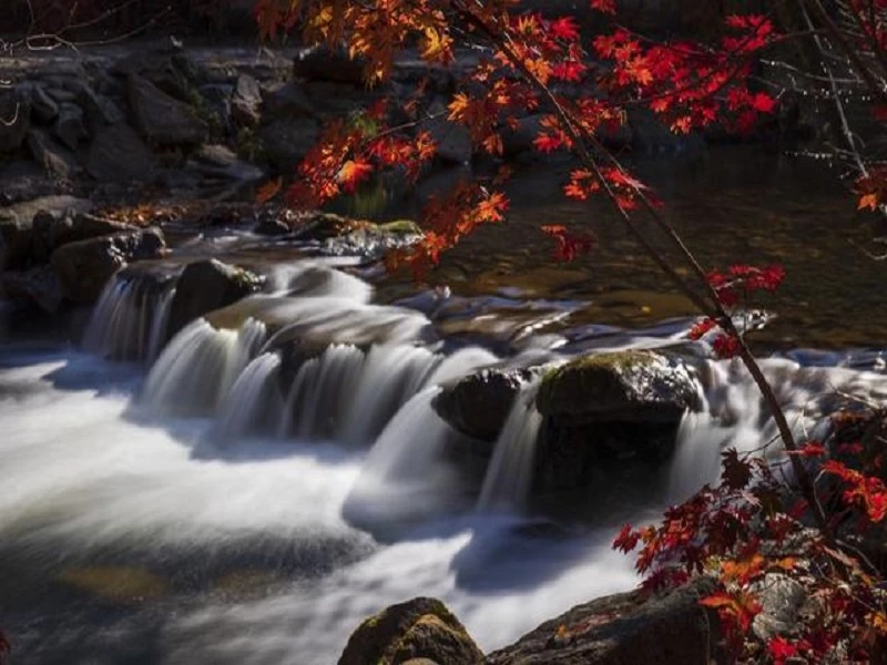 Embracing the Wild: A Hit in Chinese Scenic Spot