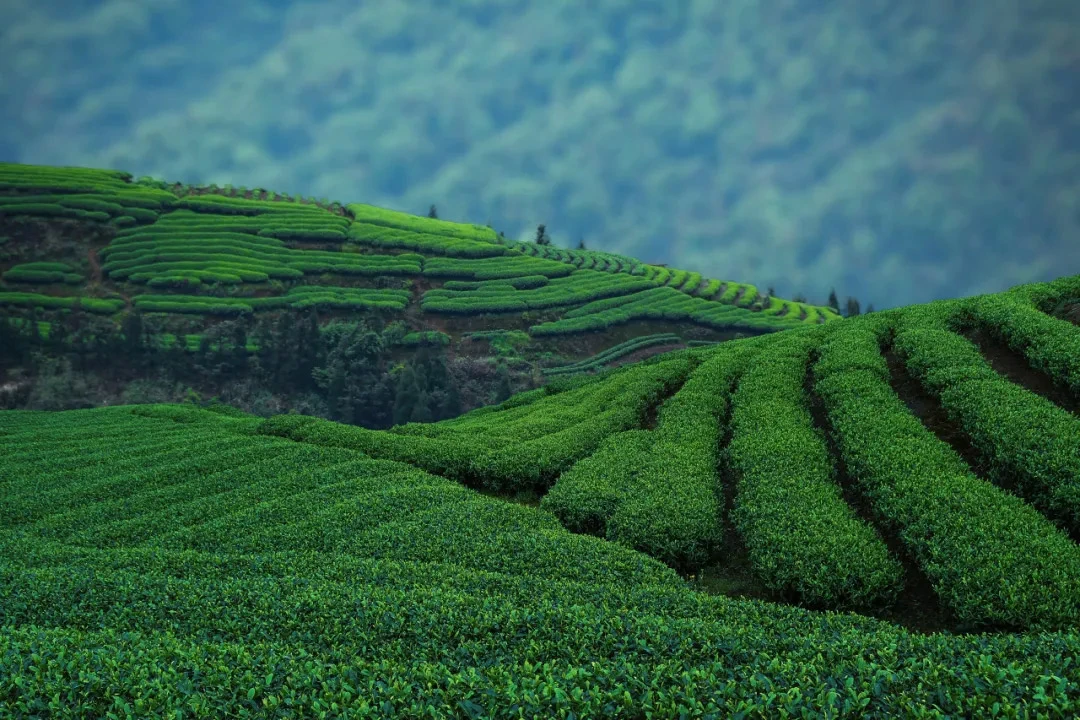 Exploring the Essence of Fujian's White Tea
