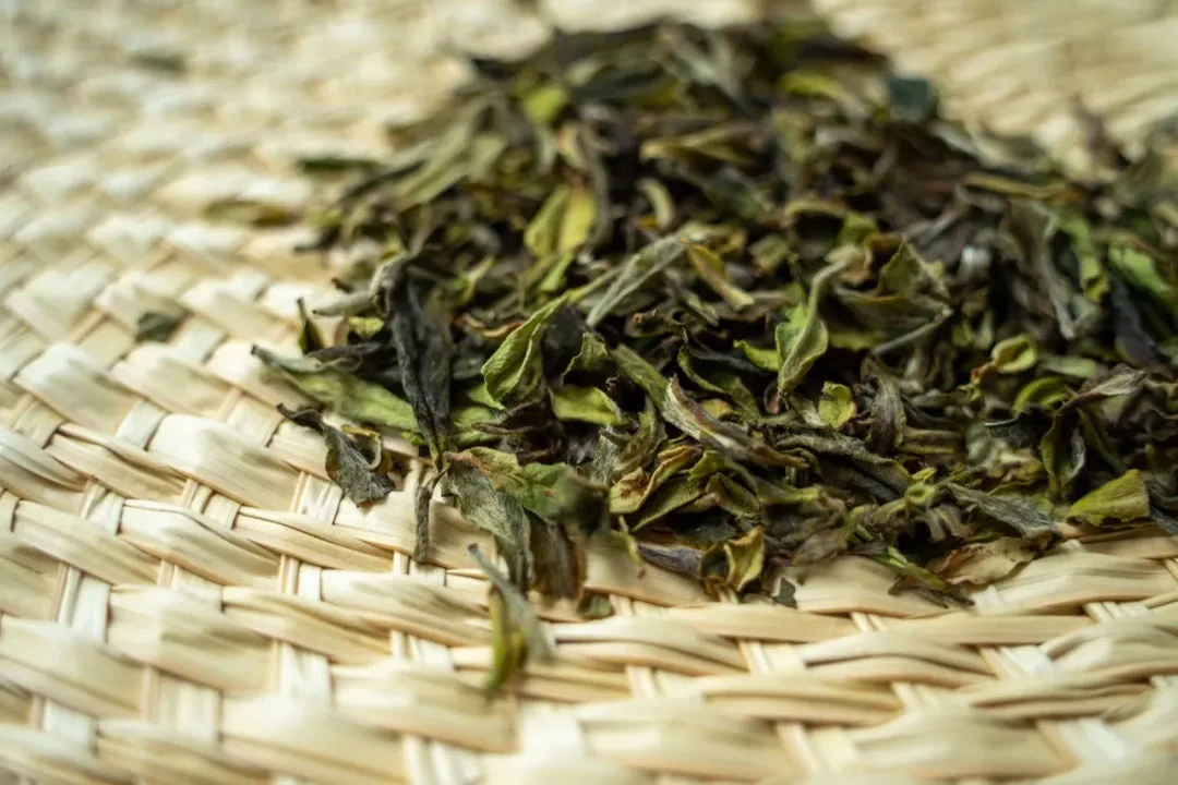 Exploring the Essence of Fujian's White Tea