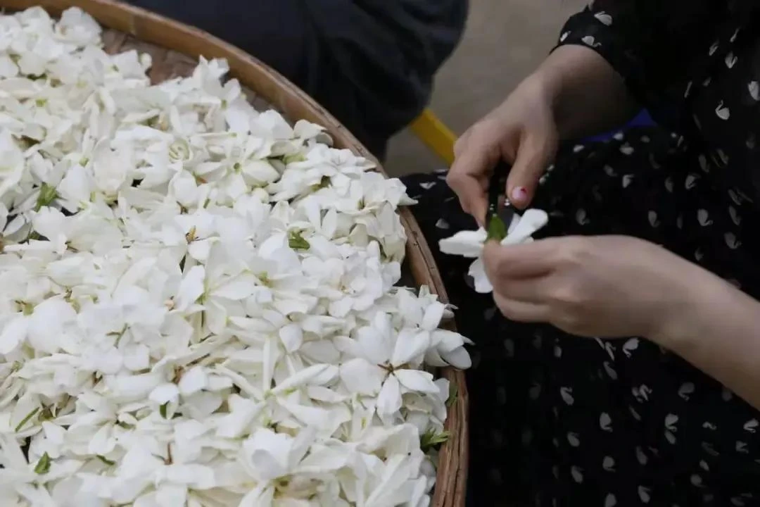 How Gardenia Flowers Became the Star of Tea Beverages