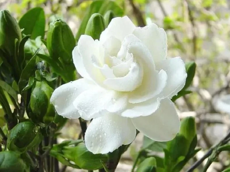 How Gardenia Flowers Became the Star of Tea Beverages