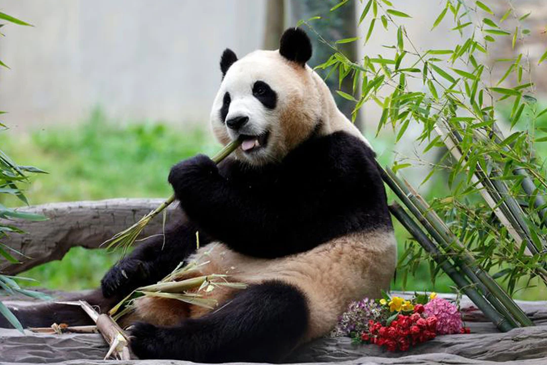 Panda-mania: Uniting Cultures Through Conservation and Compassion