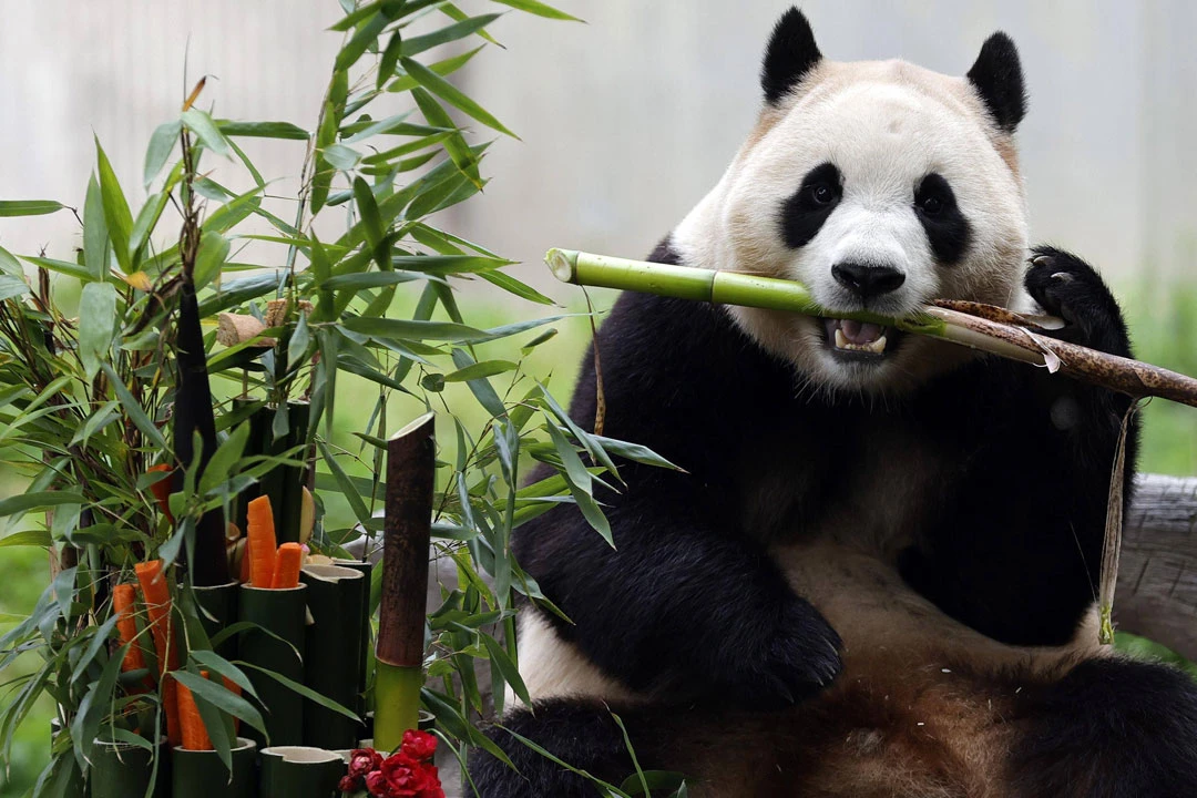 Celebrating "Meng Shuai Ku": The World's Only Giant Panda