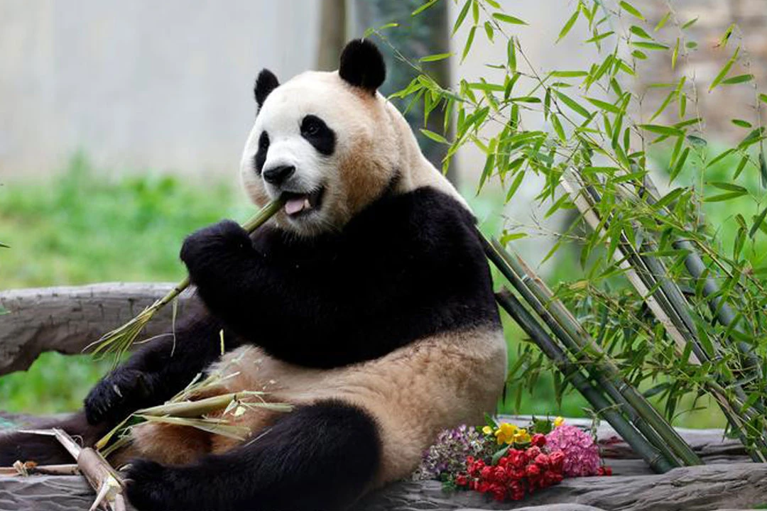 Celebrating "Meng Shuai Ku": The World's Only Giant Panda