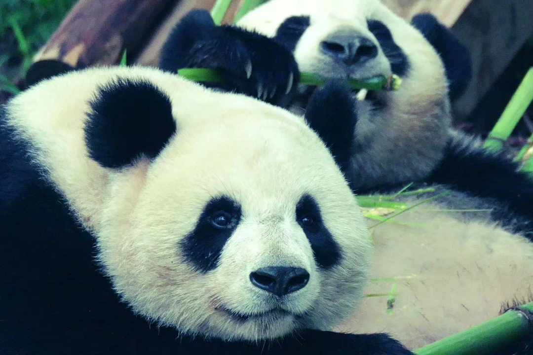 Celebrating "Meng Shuai Ku": The World's Only Giant Panda