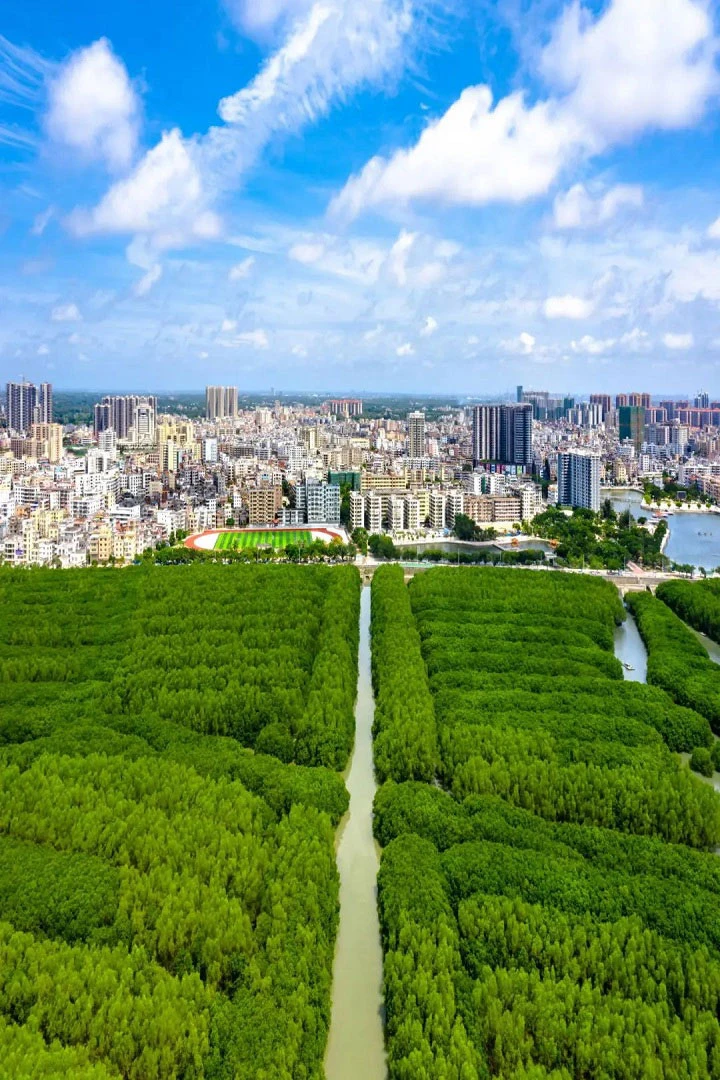 Maoming: The Global Capital of Lychee