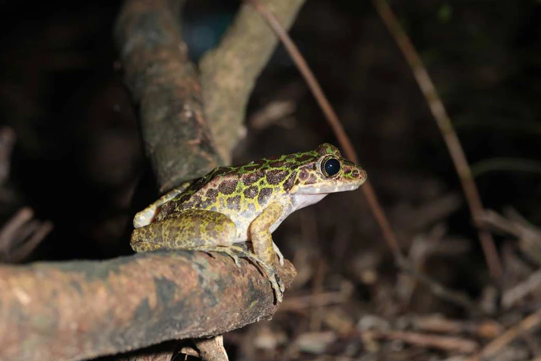 Preserving Biodiversity in Guangdong: A Case Study in Conservation Efforts