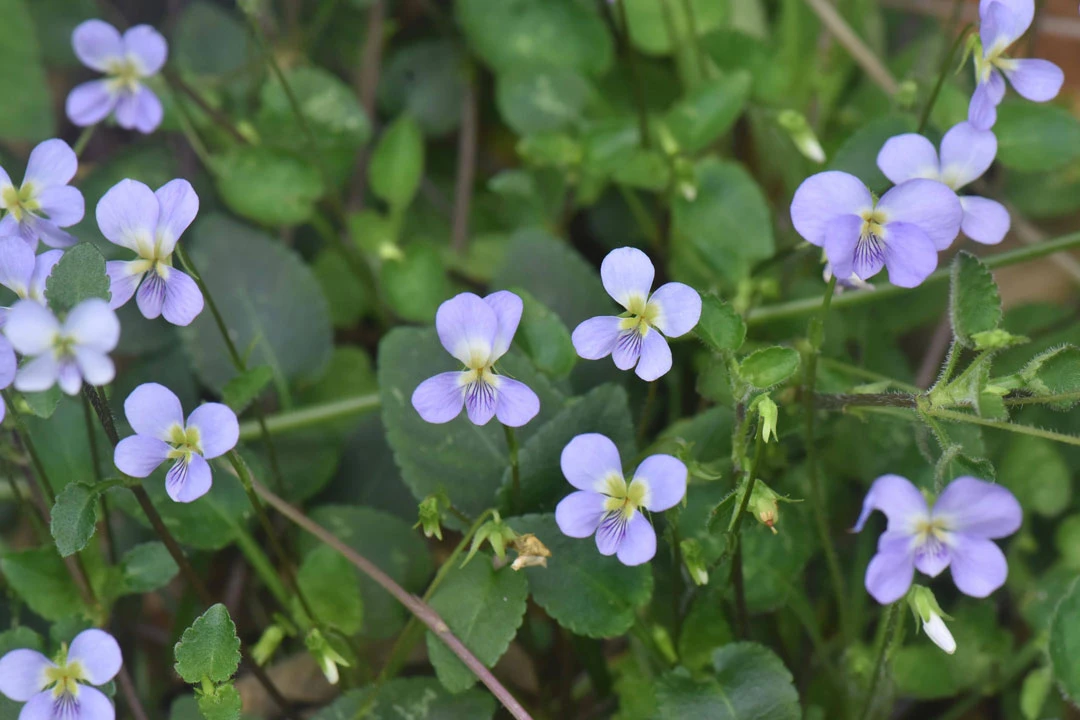 Preserving Biodiversity in Guangdong: A Case Study in Conservation Efforts