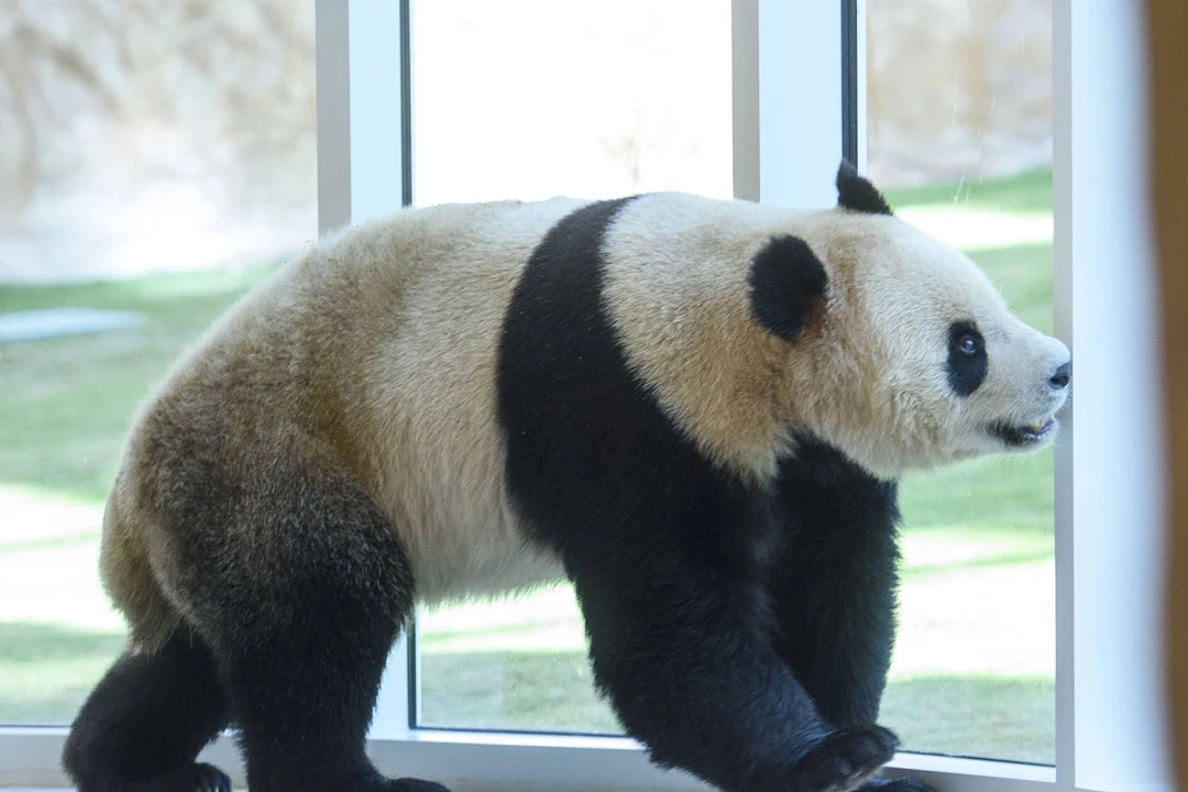 The Enduring Legacy of Pandas in International Sports