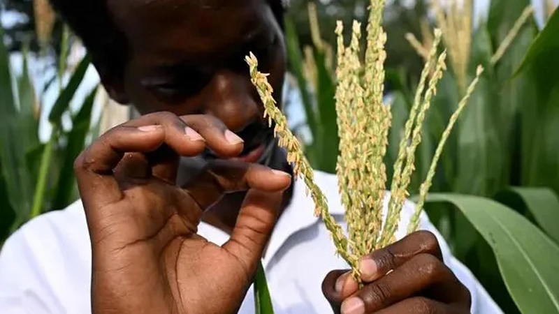 Cultivating a Future: A Rwandan Student's Agricultural Journey in China