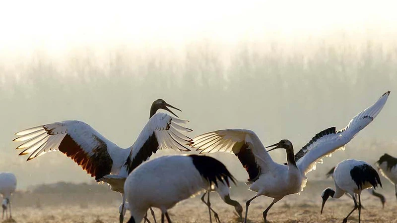 Chinese Kungfu: Carrying the Crane’s Call