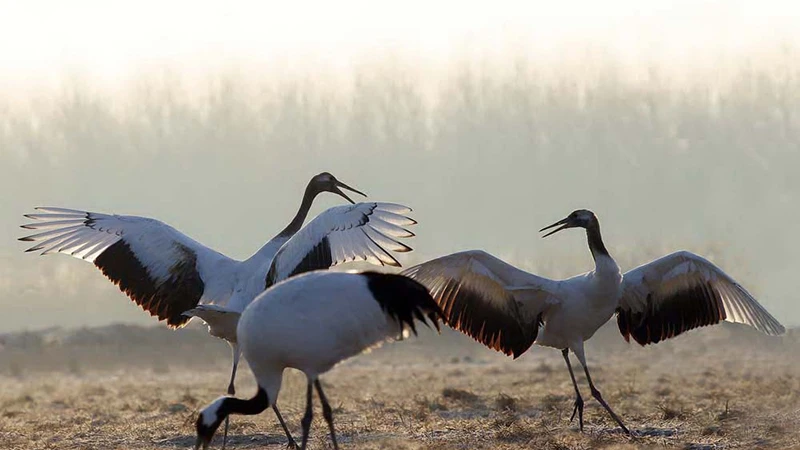 Chinese Kungfu: Carrying the Crane’s Call