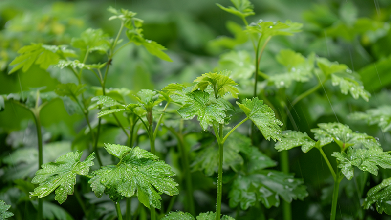 Herbal Future: JUZTLAB's Health and Wellness Space