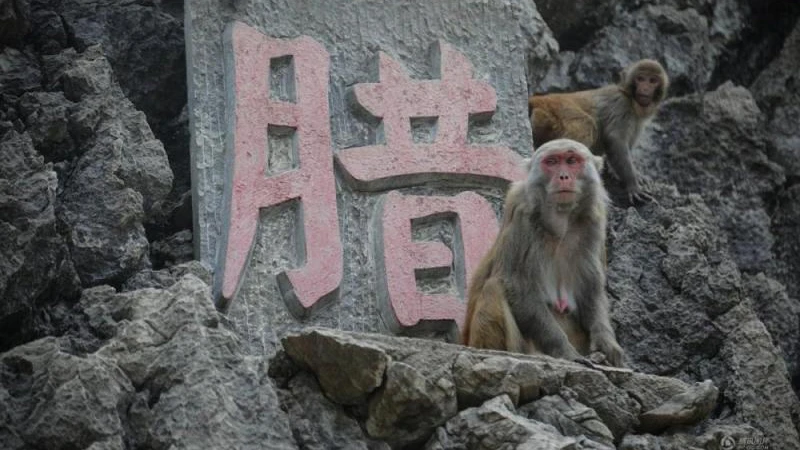 How Monkeys Turned a Village into a Thriving Eco-Tourism Destination