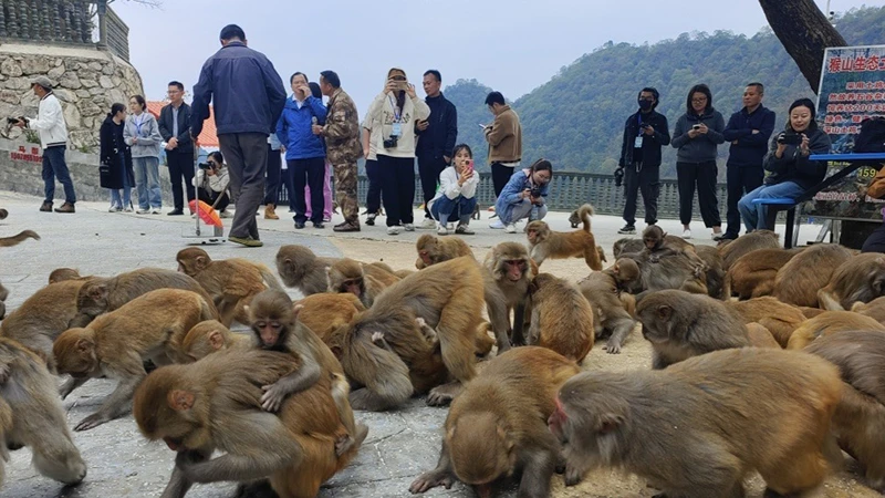 How Monkeys Turned a Village into a Thriving Eco-Tourism Destination