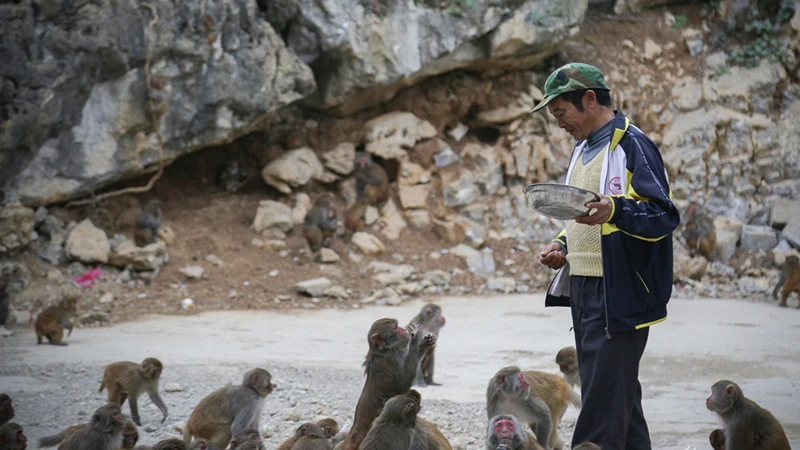 How Monkeys Turned a Village into a Thriving Eco-Tourism Destination