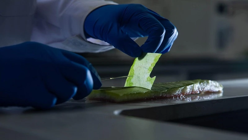 Innovative Membranes Inspired by Watermelon Rind in Ion Transport Technology