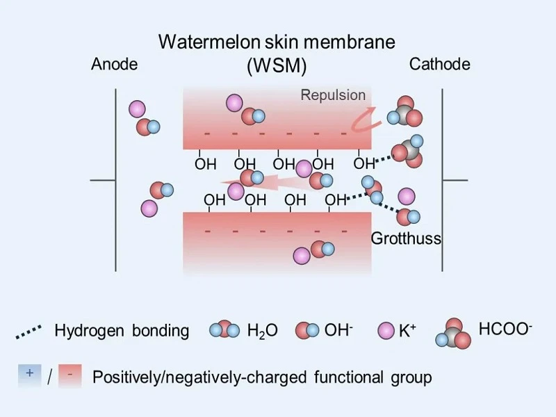 Innovative Membranes Inspired by Watermelon Rind in Ion Transport Technology