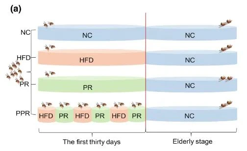 The Best Exercise for Longevity: Findings from Sun Yat-sen University