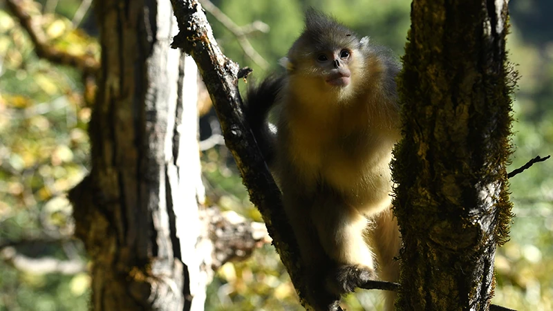 The Elusive Journey of the Golden Snub-Nosed Monkeys