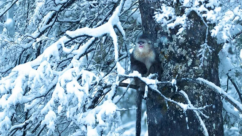 The Elusive Journey of the Golden Snub-Nosed Monkeys