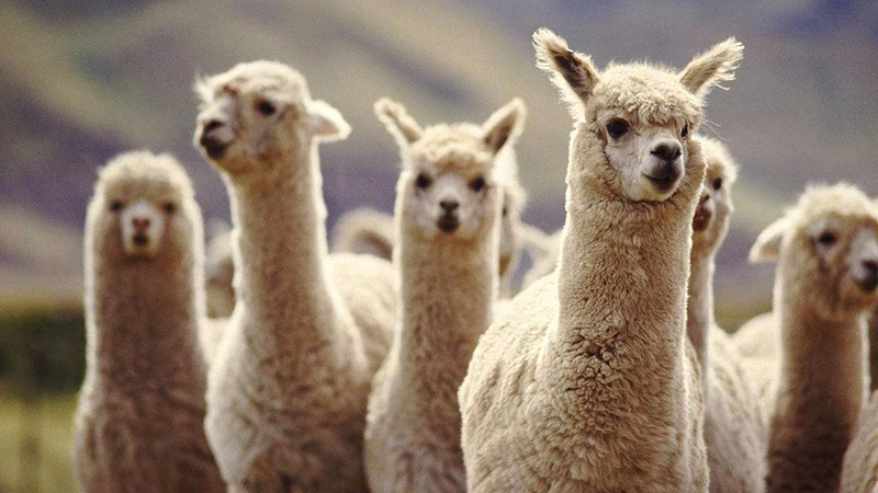 The Growing Potential of Alpaca Farming in China