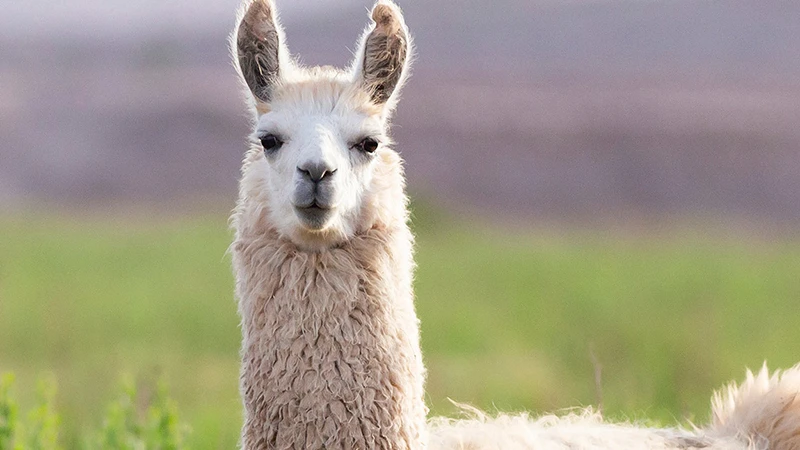 The Growing Potential of Alpaca Farming in China