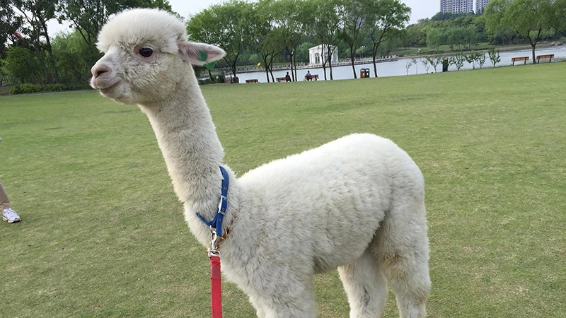 The Growing Potential of Alpaca Farming in China