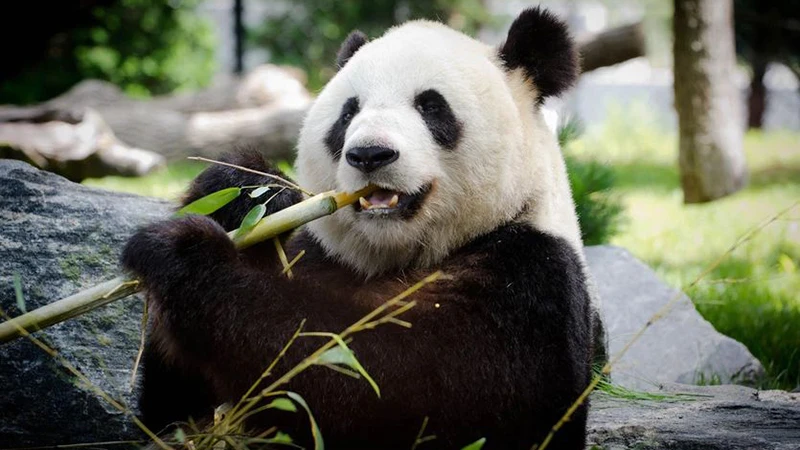 The Past Forty Years of Panda Conservation