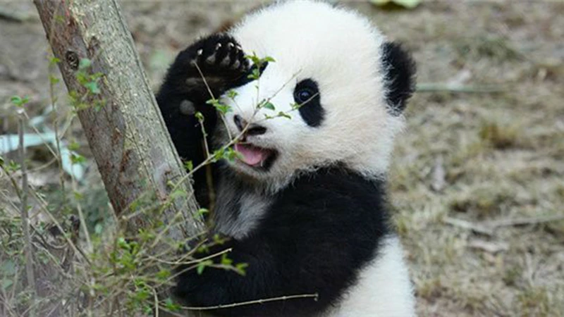 The Past Forty Years of Panda Conservation