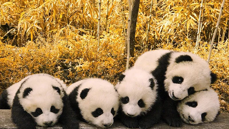 The Past Forty Years of Panda Conservation